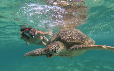 Explore Underwater Wonders: Diving and Snorkeling in Green Turtle Cay, Bahamas